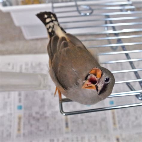 キンカチョウ （ キンカ鳥 ）がウチに来た！ おなかがグー