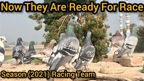 Finally Racing Pigeon Loft Training Completed Racer Pigeon Kalapati