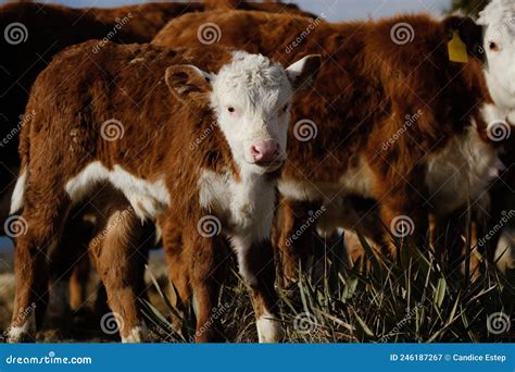 Hereford Calf With Beef Herd On Farm Stock Image Image Of Farm