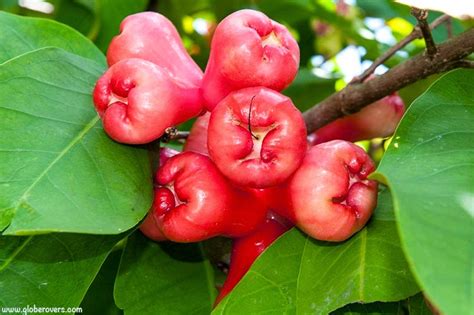 Healing Power of Plants: Rose Apple (Tambis) as a natural medicine