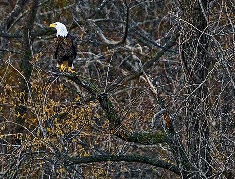 American Bald Eagle, National Symbol, Bird, Animal, Eagle, Canadian ...