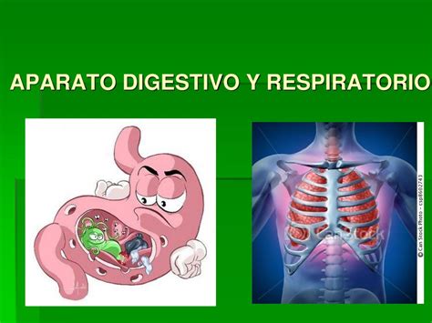 Aparato Digestivo Y Respiratorio Ppt Descargar