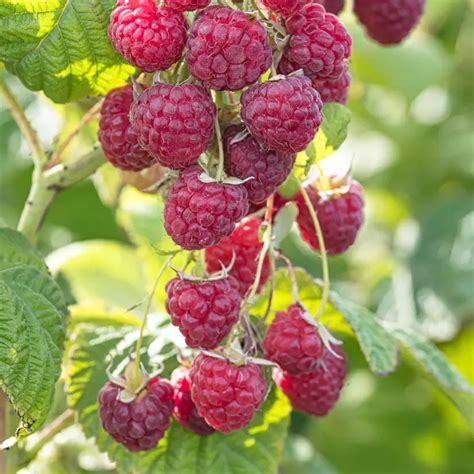 Herbst Himbeere Himbo Top Rubus Idaeus Himbo Top Zulauf