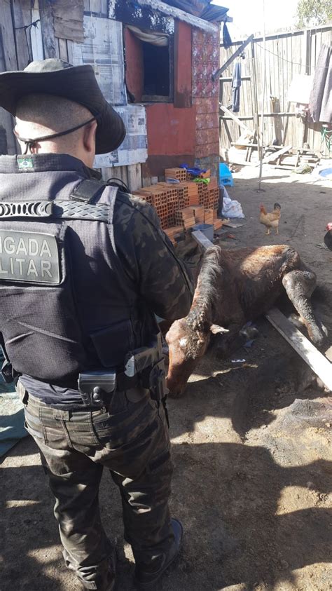 Policiais Do Batalh O Ambiental Realizam Opera O For A Verde