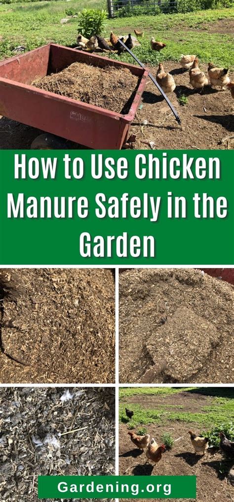 How To Use Chicken Manure Safely In The Garden Artofit