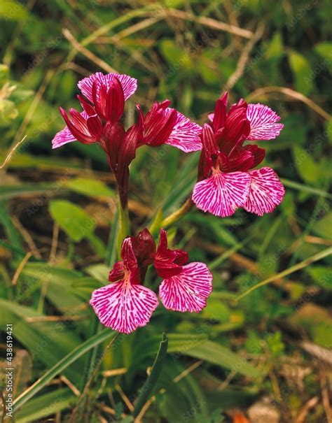 Butterfly Orchid Orchis Papilionacea Flower Plant Orchid Native