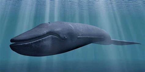 Largest Whale