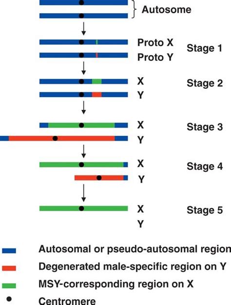 The Five Stages Of Sex Chromosome Evolution Based On The Size Of The