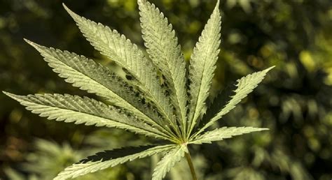 Cómo Va La Legalización De La Mariguana Aún Inicial En El Mundo