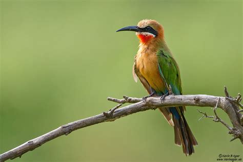 White Fronted Bee Eater Merops Bullockoides White Fronted Flickr