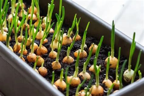 Growing Onions In Containers A Beginners Guide Seedandsprouts