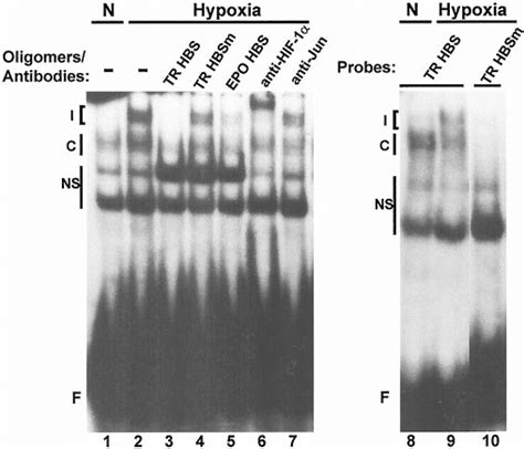 Binding Of Nuclear Proteins To The Hbs Of Transferrin Receptor Gene