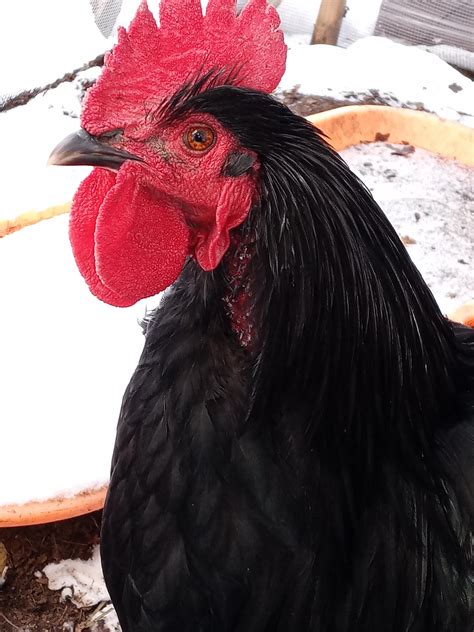 My Rooster Has Had A Bald Spot On His Neck For A While And Im Not