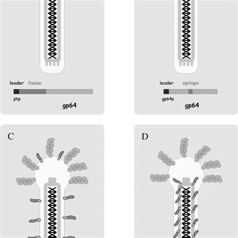 A Schematic Representation Of The Different Baculovirus Display Download Scientific Diagram