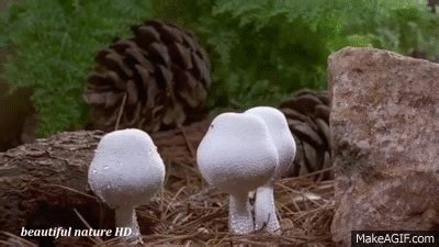 Mushroom GIF - Find & Share on GIPHY