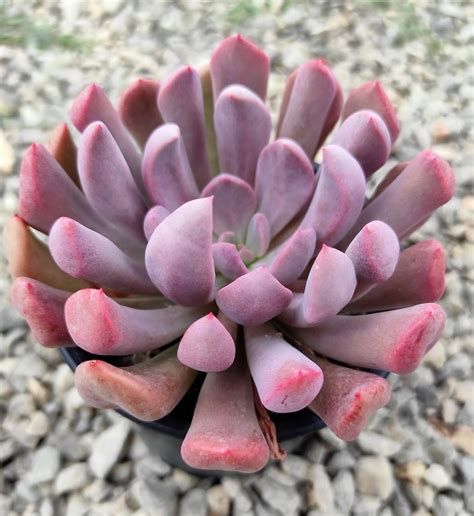 Graptoveria Topsy Debbie Lilac Spoons Un Erizo En Mi Jardín