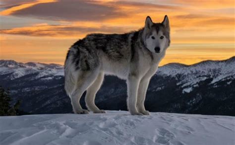 Could You Tell The Difference Between A Dog And A Wolf? Facts About Wolves, All About Wolves ...