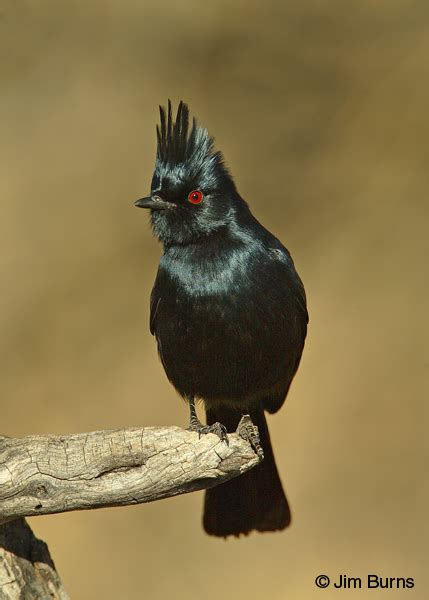 Phainopepla