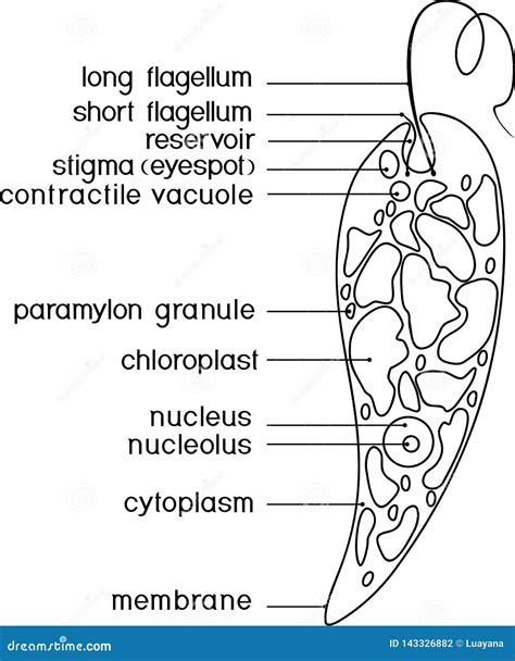 Coloring Page Structure Euglena Viridis Titles Clipart And Illustrations