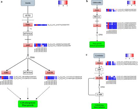 The Expression Pattern Of Key Genes In Hormone Signal Transduction