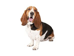 Basset Hound PNG Images | Free Download