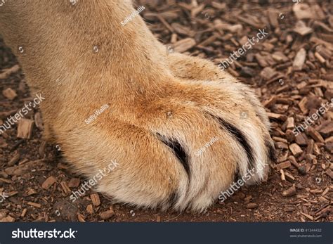 Furry Paw Of A Large Lion Claws Are Sheathed Stock Photo 41344432