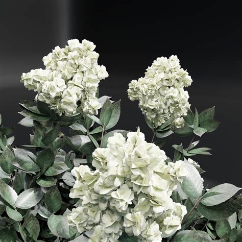 Panicle Hydrangea Model - TurboSquid 2047977