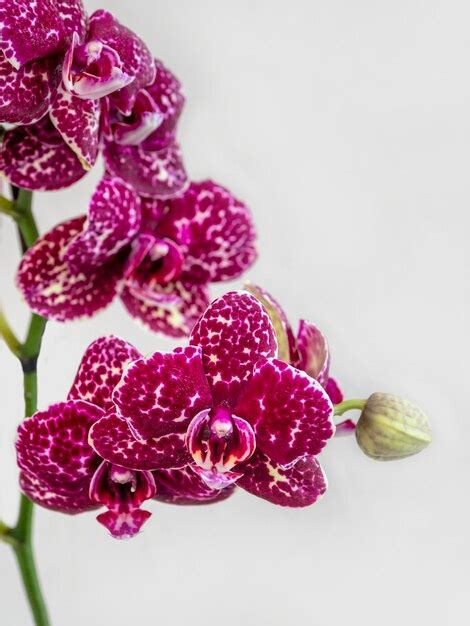 Maroon Manchado Orqu Dea Phalaenopsis Wildcat Um Ramo De Uma Orqu Dea