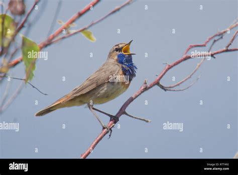 A Male White Spotted Bluethroat Luscinia Svecica Cyanecula Stock Photo