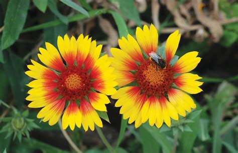 Native Plants In Alberta Plants Herbaceous Perennials Native Plants