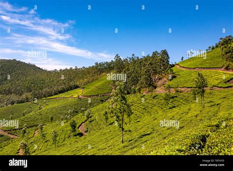 Horizontal Aerial View Across The Tea Plantations At Eravikulam National Park In Munnar India