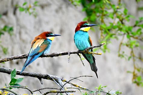 Vortrag Natur vor der Haustür eine Bilderreise in Kooperation mit