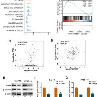 Kif Depletion Inhibited The Wnt Catenin Pathway In Esca Cells A