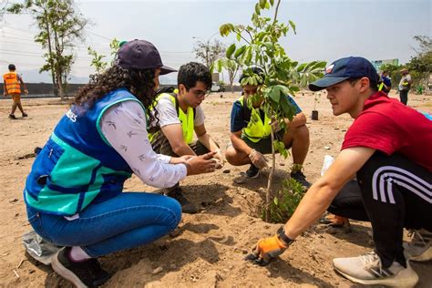 Ola De Calor Ministerio Del Ambiente Promueve Sembrar árboles Para