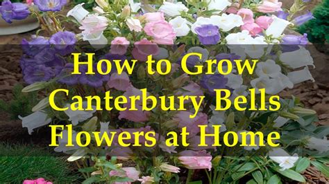 How To Grow Canterbury Bells Flowers At Home Youtube