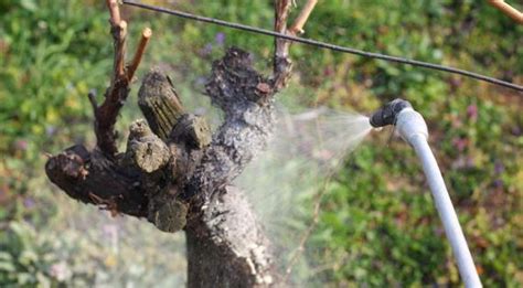 Выращивание винограда — советы от профессионалов, мастер-классы и ...