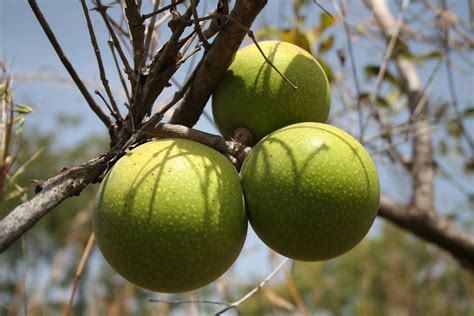 Matamba Eaten When They Turn Yellow Have A Great Tangy Taste So Great