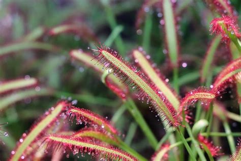 Sundews Tanaman Embun Titik Foto Gratis Di Pixabay Pixabay