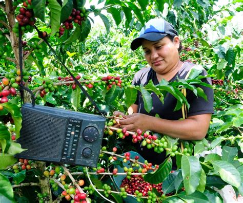 La Crisis En Los Precios Del Caf No Afecta Igual A Todos Los