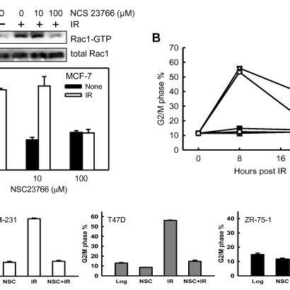 Ir Induces G M Cell Cycle Arrest And Rac Activation In Mcf Cells