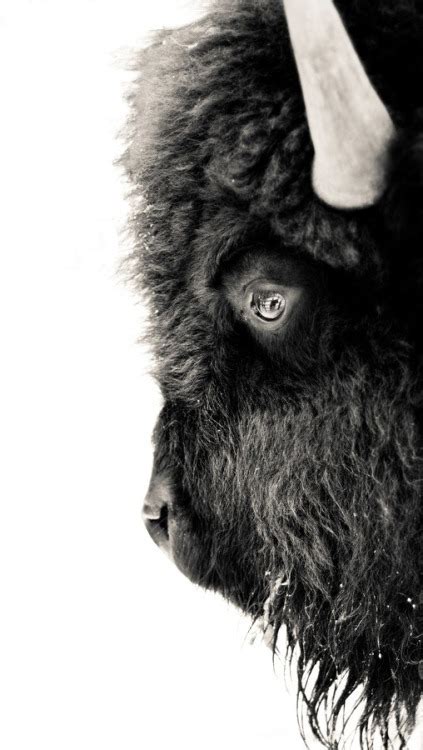 La Maison Jolie: 5 Unique Animal Photographic Prints for your Home!