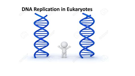 Solution Dna Replication In Eukaryotes Studypool