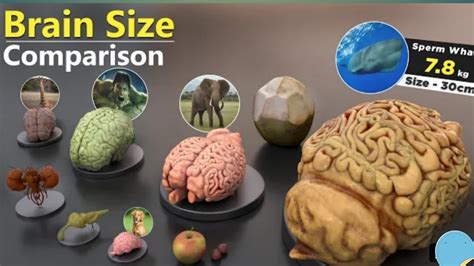 Brain Size Comparsion Human Animals Brains Data Ball Info Youtube