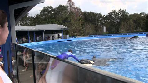 Shamu Up Close At Seaworld Orlando Youtube