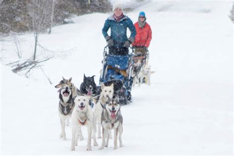 Winter Tours | Mountain Paws Dog Sledding