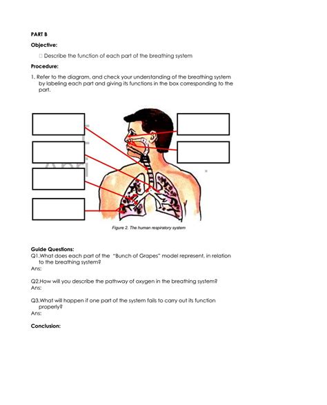 Respiratory System Activities 5th Grade