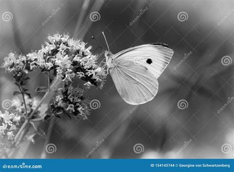 Pieris Brassicae The Large White Also Called Cabbage Butterfly