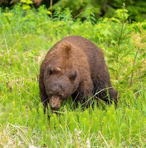 10 Best Canada Tours & Trips from Vancouver - TourRadar