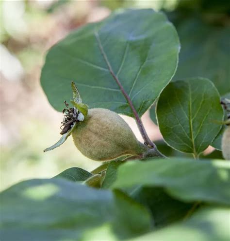 Cydonia Konstantinop Apfelquitte Cac Quitte Konstantinopeler