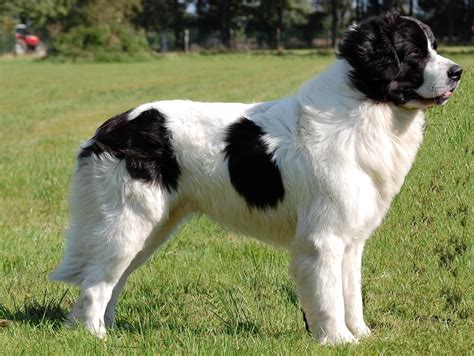 Landseer - Temperament, Lifespan, Shedding, Puppy